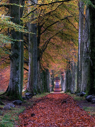 Autumn colours by John McCann on free picture website Unsplash